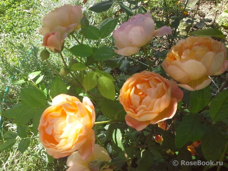 Lady of Shalott 