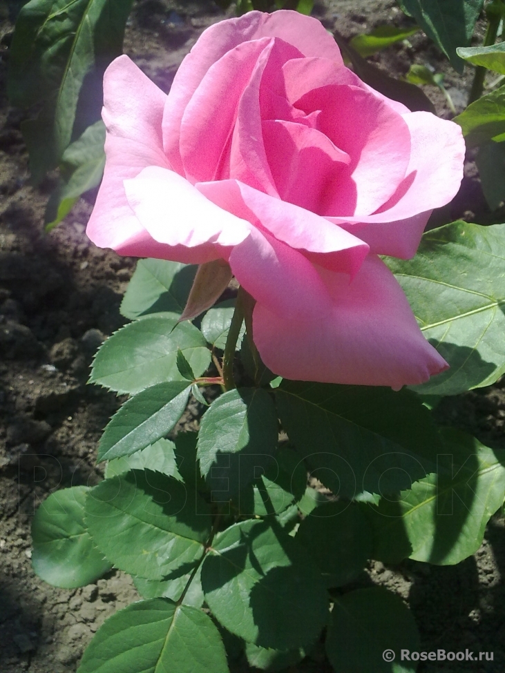 Jardins de Villandry