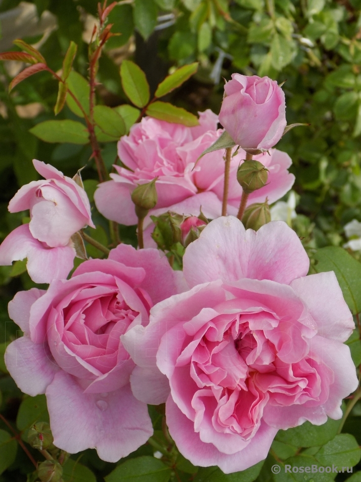 Cottage Rose 