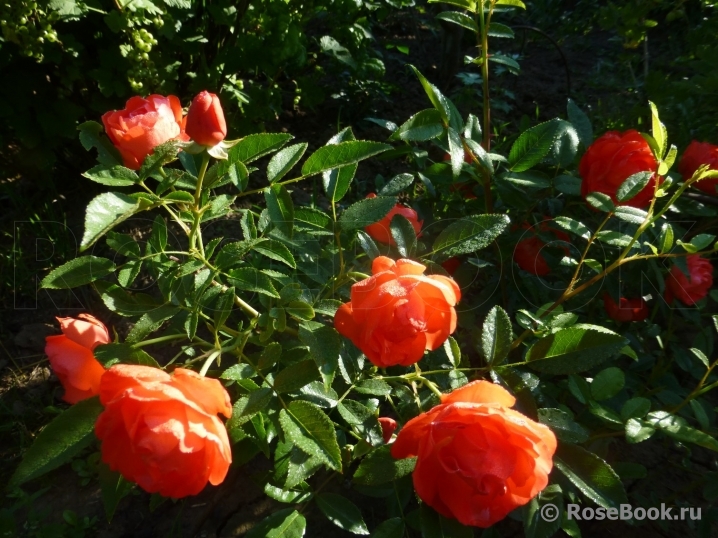 Orange Morsdag Cl.