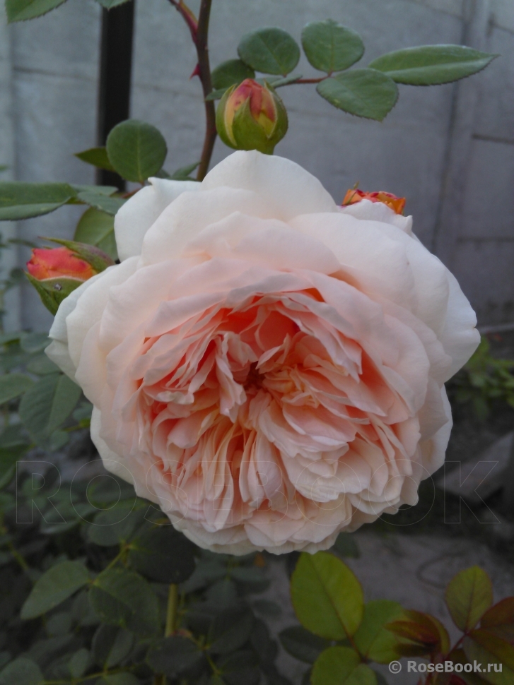 Crown Princess Margareta®