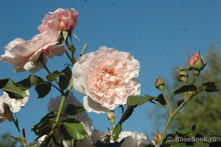 Rose de Tolbiac ®