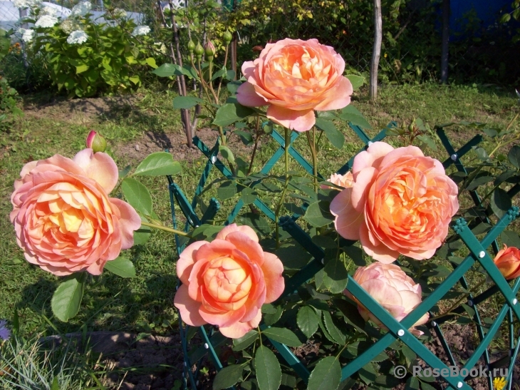 Lady of Shalott 