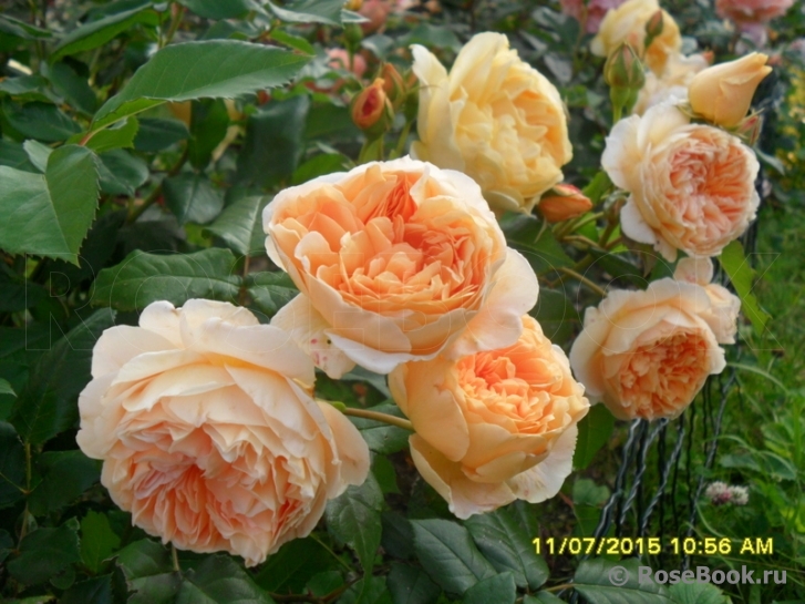 Crown Princess Margareta®