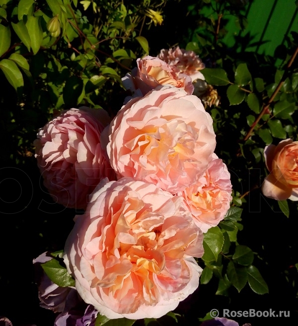 Abraham Darby