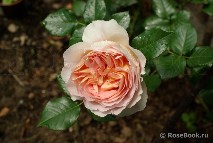 Abraham Darby