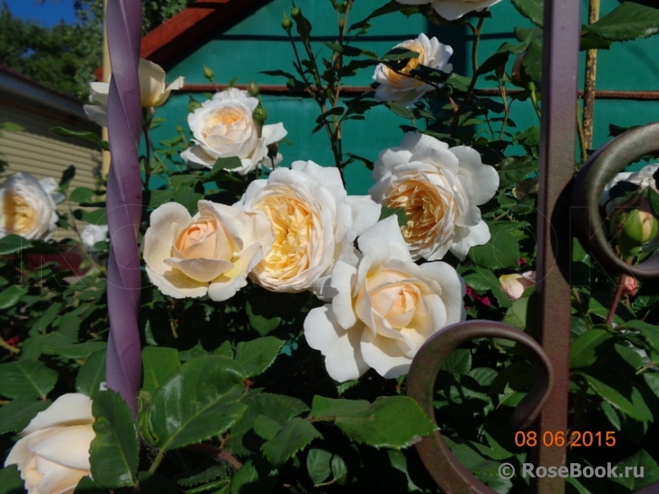 Crocus Rose® 