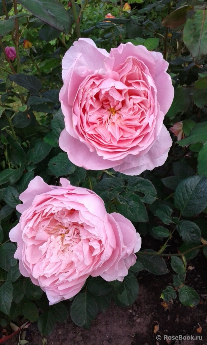 The Alnwick Rose