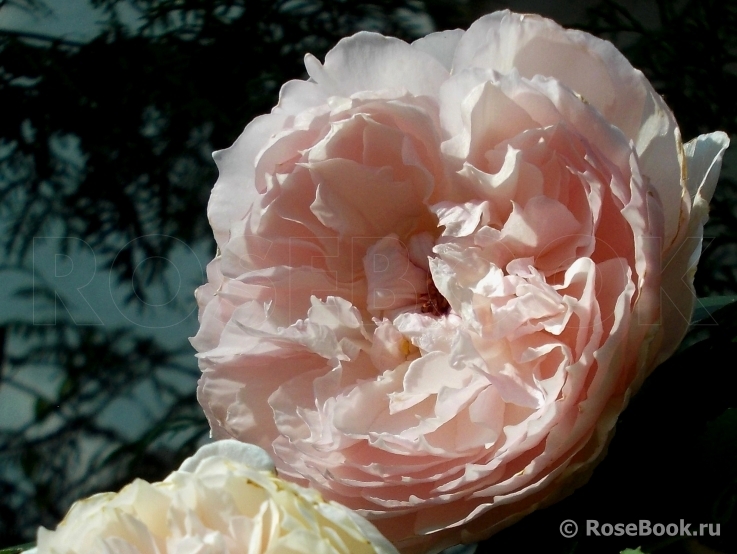 The Wedgwood Rose