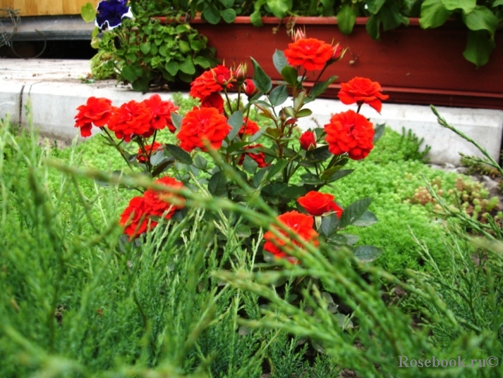 Orange Babyflor 