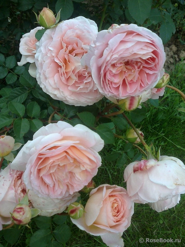 Abraham Darby