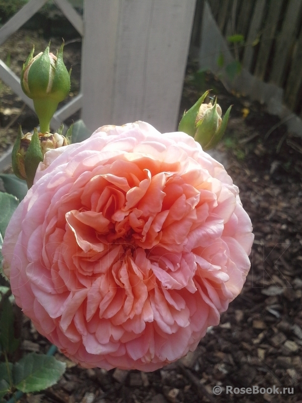 Abraham Darby