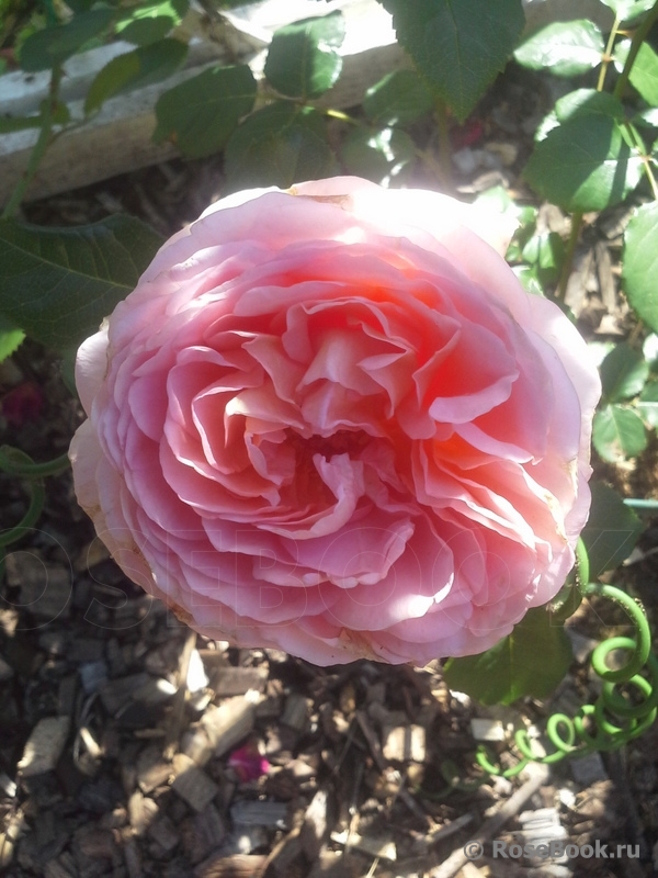 Abraham Darby