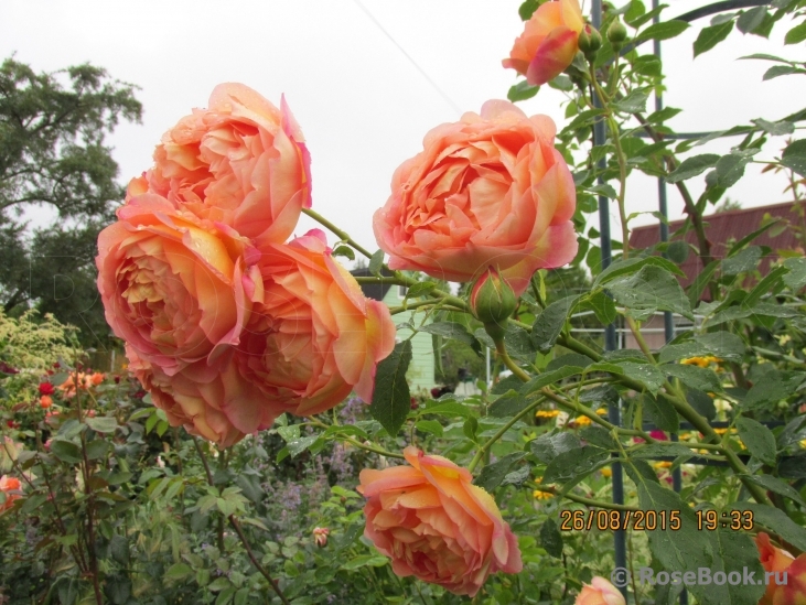 Lady of Shalott 