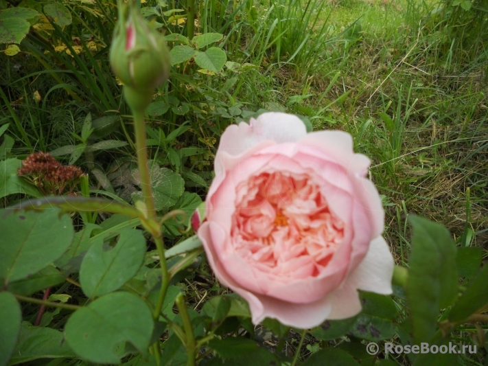 The Alnwick Rose