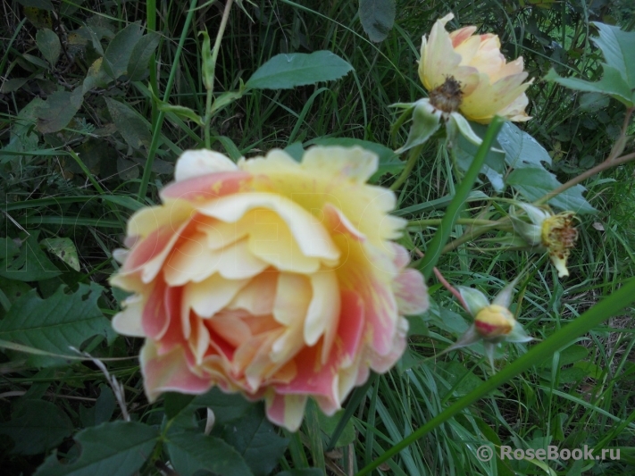 Rose des Cisterciens 