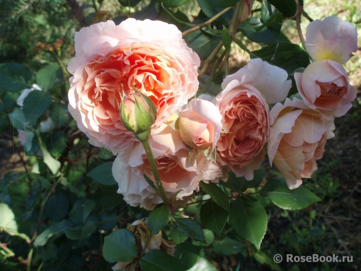 Abraham Darby