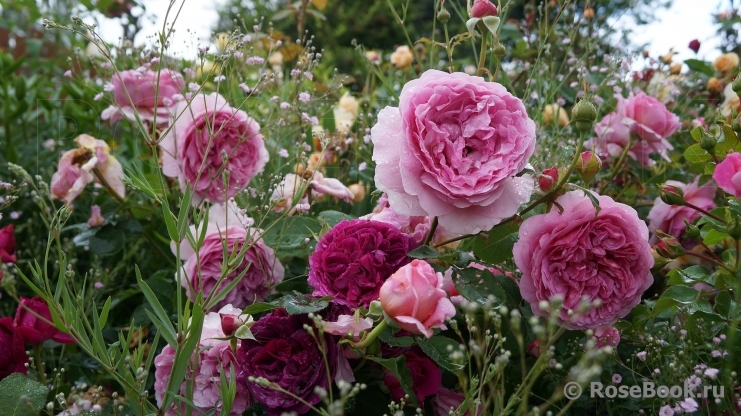 Princess Alexandra of Kent 