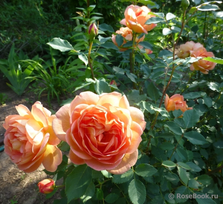 Lady of Shalott 