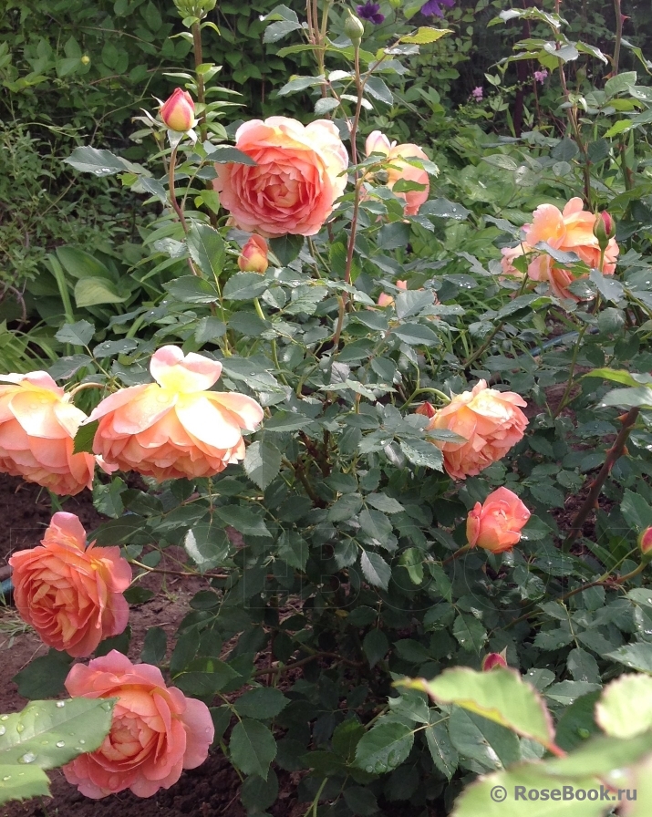 Lady of Shalott 