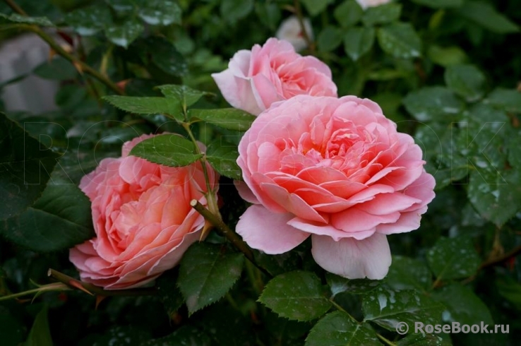 Abraham Darby