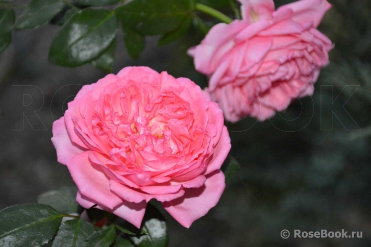 La Rose de Molinard ®