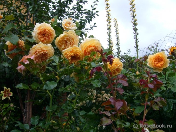 Crown Princess Margareta®