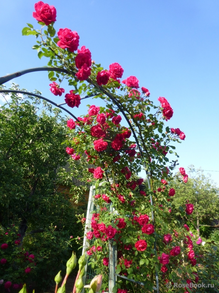 Paul's Scarlet Climber 