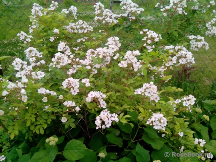 Rosa multiflora