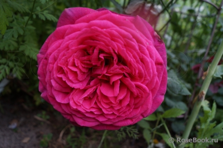 Johann Wolfgang von Goethe Rose®