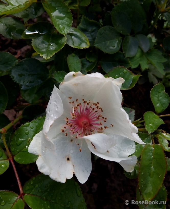 Jacqueline du Pre 