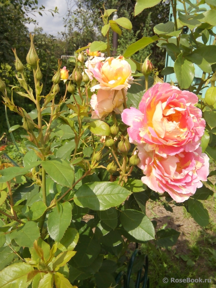 Rose des Cisterciens 