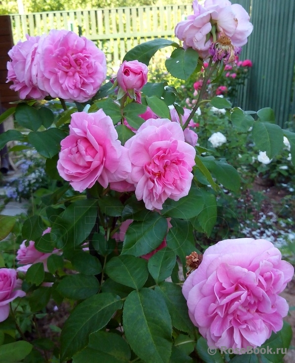 Gertrude Jekyll