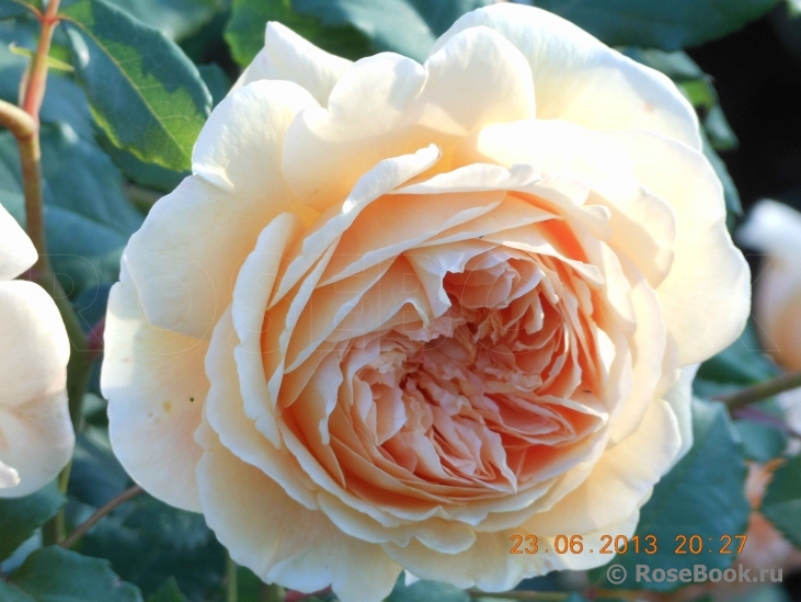 Crown Princess Margareta®