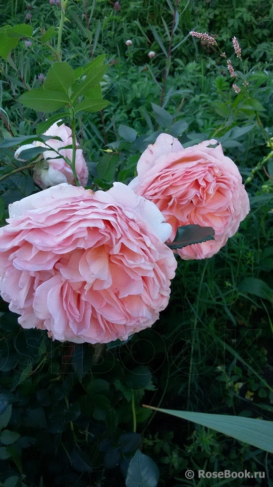 Abraham Darby