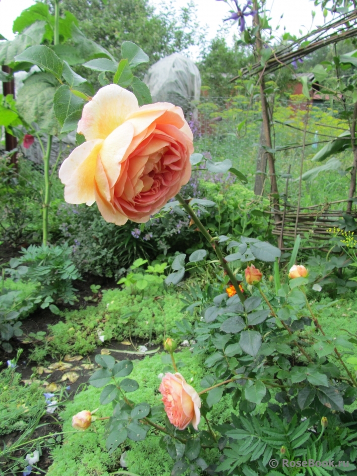 Abraham Darby