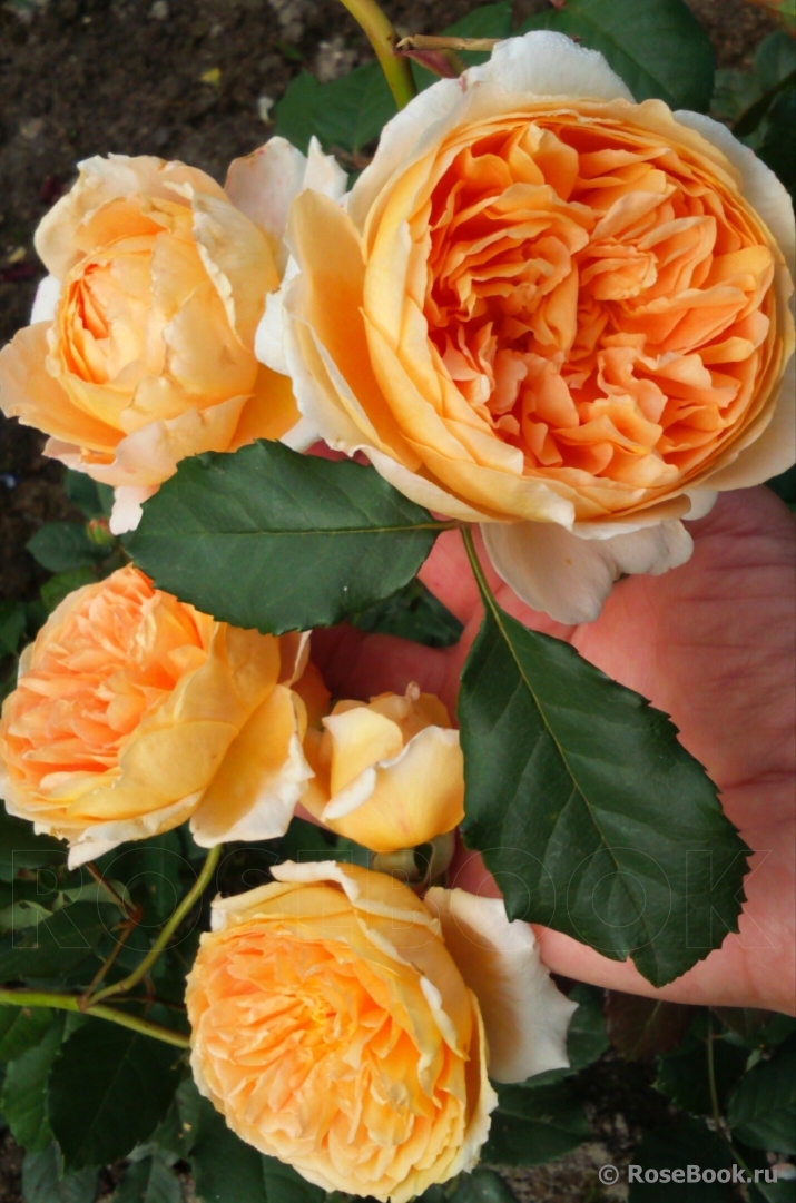 Crown Princess Margareta®