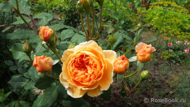 Crown Princess Margareta®