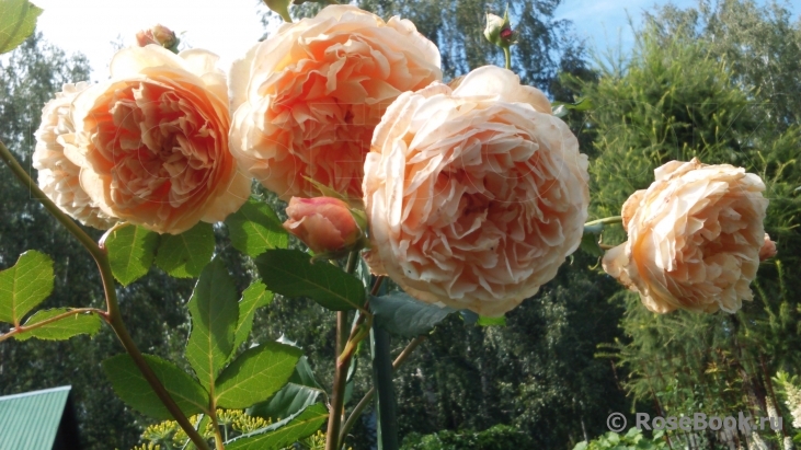 Crown Princess Margareta®