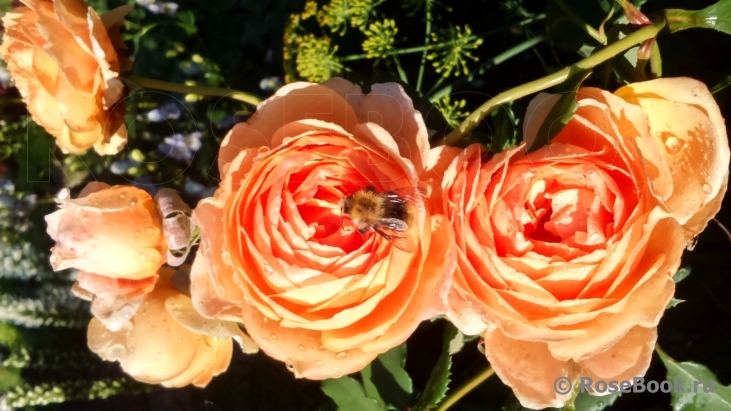 Crown Princess Margareta®