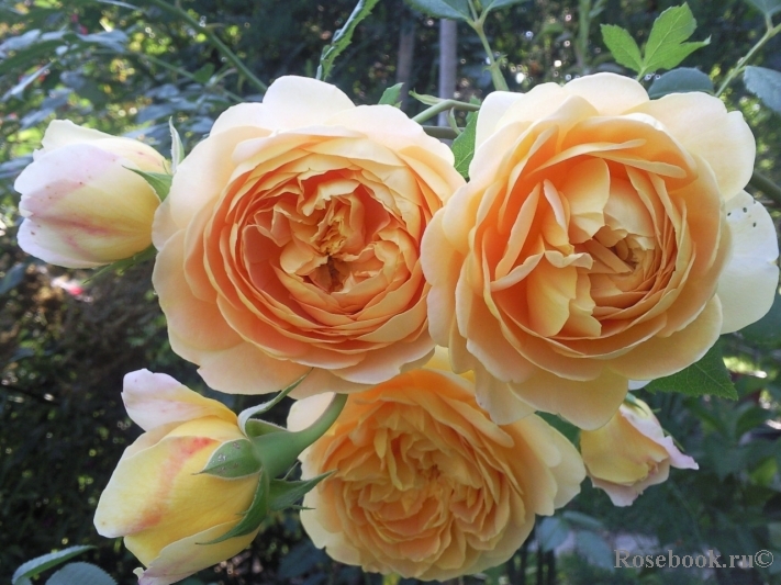 Crown Princess Margareta®