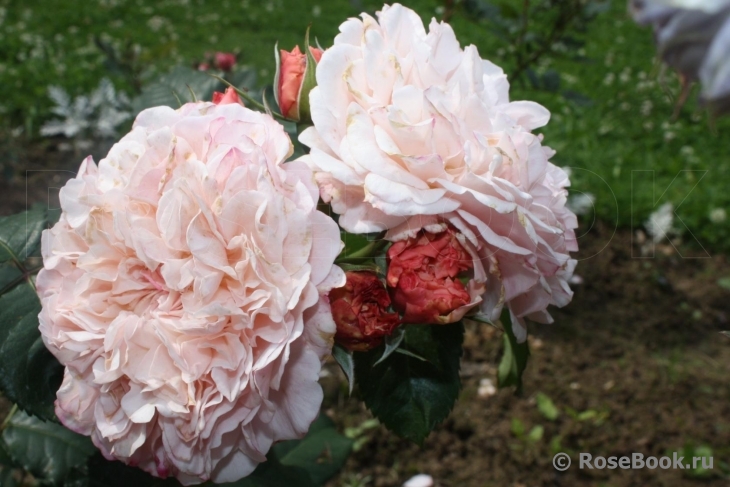 Rose de Tolbiac ®