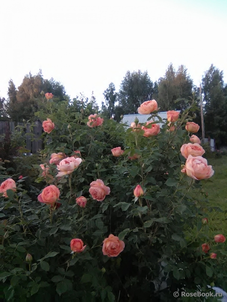 Lady of Shalott 