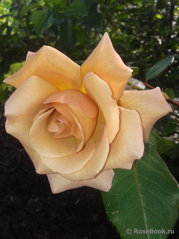 Julia's Rose