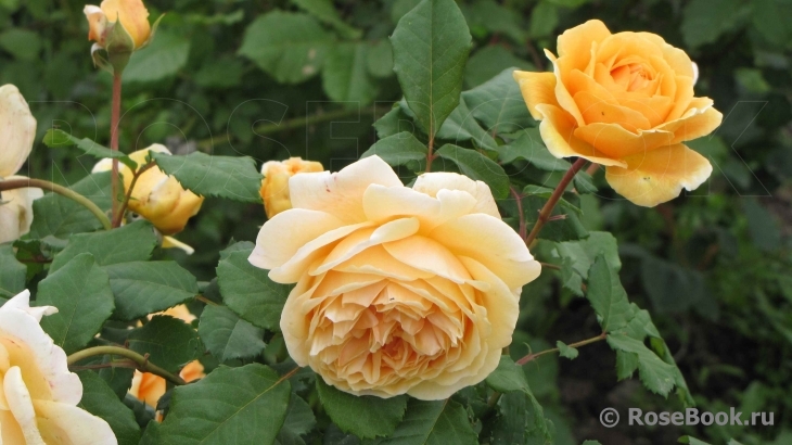 Crown Princess Margareta®