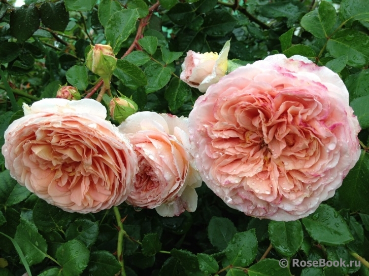 Abraham Darby