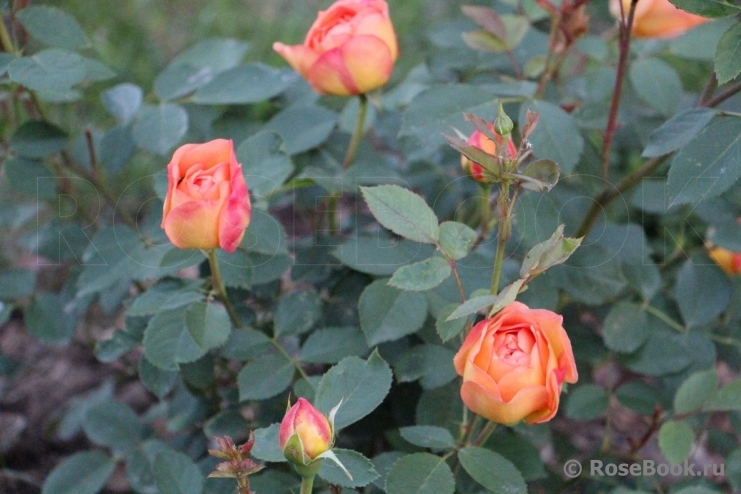 Lady of Shalott 