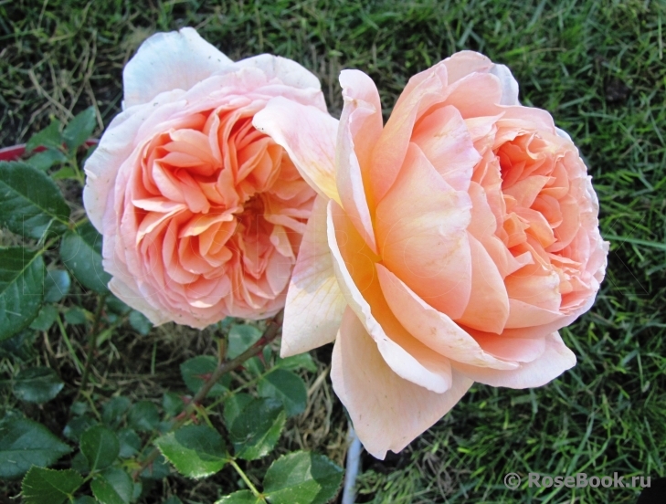 Abraham Darby