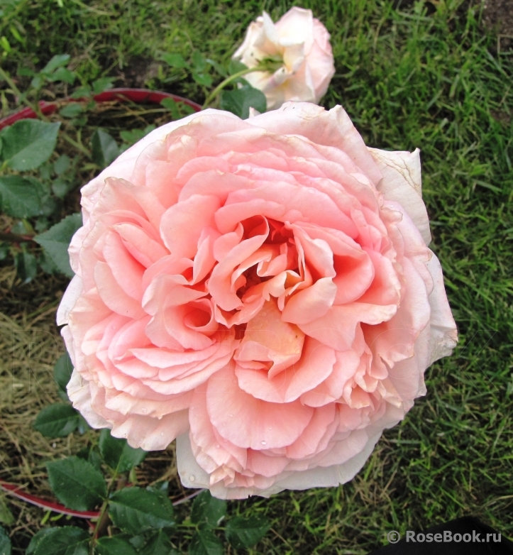 Abraham Darby