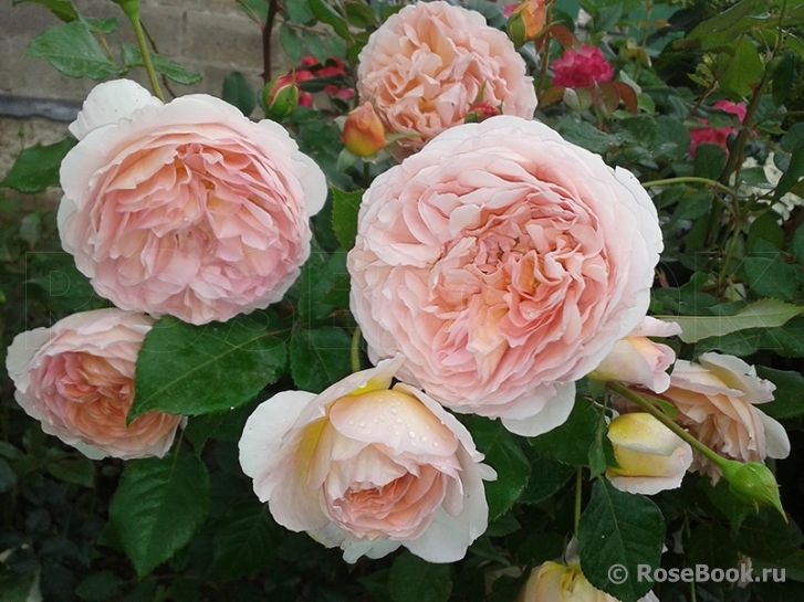 Abraham Darby